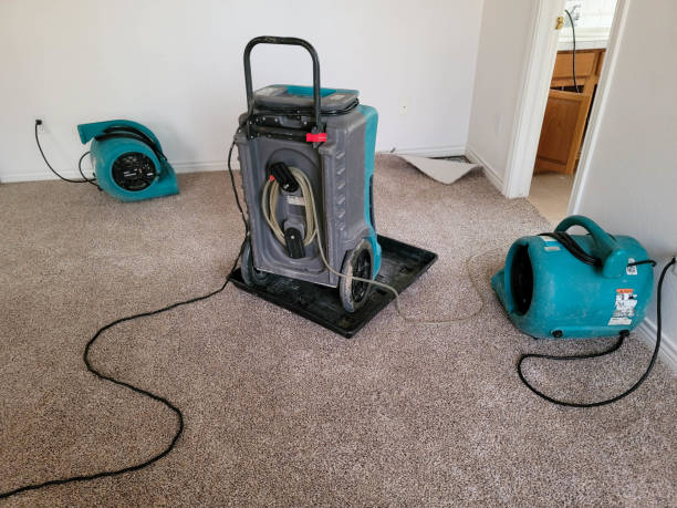 Best Mold removal after water damage  in Thomasboro, IL