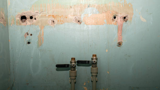 Best Mold removal after water damage  in Thomasboro, IL