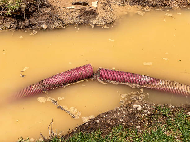 Best Flood restoration services  in Thomasboro, IL